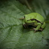 Tree frogs